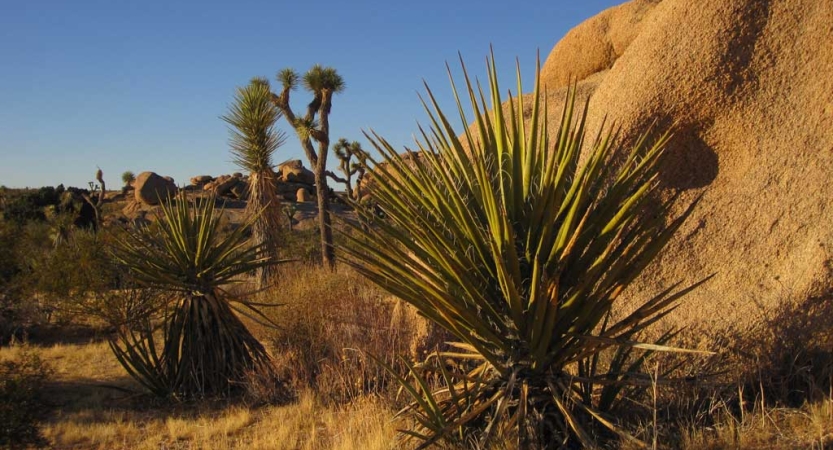 A snapshot of a desert landscape, including joshua trees and other plants and boulders. 